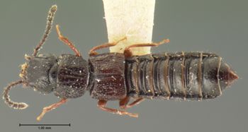 Media type: image;   Entomology 6554 Aspect: habitus dorsal view